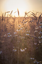 Germany, Baden-Wuerttemberg, false chamomile and rye field against the evening sun - LVF003643