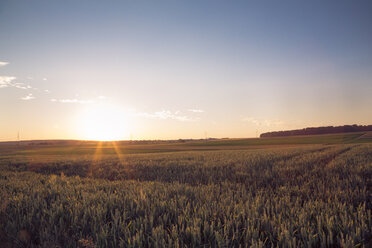 Germany, Baden-Wuerttemberg, wheat field against the evening sun - LVF003652