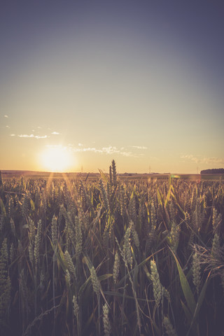 Deutschland, Baden-Württemberg, Weizen eingereicht gegen die Abendsonne, lizenzfreies Stockfoto