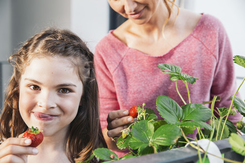 Porträt eines kleinen Mädchens, das Erdbeeren vom Balkon pflückt, lizenzfreies Stockfoto