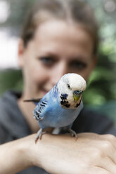 Light blue budgerigar on the hand of a woman - MIDF000503