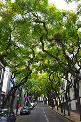 Portugal, Madeira, Straße und Bäume - FDF000099