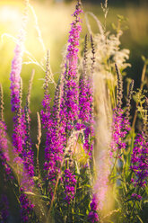 Purple loosestrife on a meadow at evening light - SARF002018