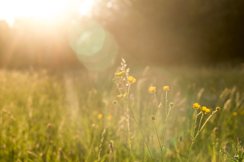 Butterblumen auf einer Wiese im Abendlicht, lizenzfreies Stockfoto