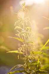 Stinging nettle at evening light - SARF002019