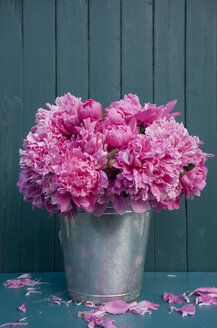 Pink peonies in zinc bucket, withered - GISF000130