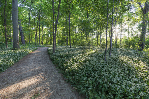 Deutschland, Quedlinburg, Blühendes Lösegeld im Brühlschen Park - PVCF000447