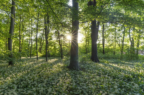 Deutschland, Quedlinburg, Blühendes Lösegeld im Brühlschen Park - PVCF000470