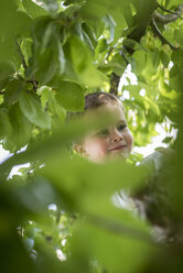 Porträt eines lächelnden kleinen Jungen, der auf einen Baum klettert - PAF001462
