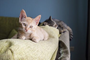 Zwei Katzen liegen auf der Rückenlehne einer Couch - RAEF000224