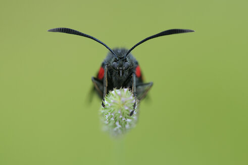 Narrow-bordered five-spot burnet, Zygaena lonicerae - MJOF001035