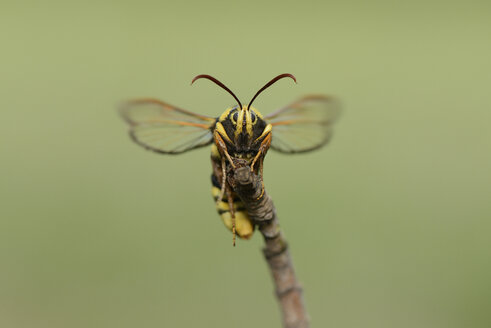 Hornissenmotte, Sesia apiformis - MJOF001037