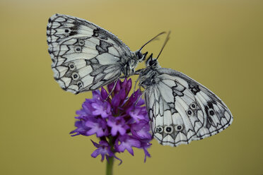 Marmorierte Weiße, Melanargia galathea, auf Blüte - MJOF001039