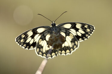 Marmoriertes Weiß, Melanargia galathea - MJOF001040