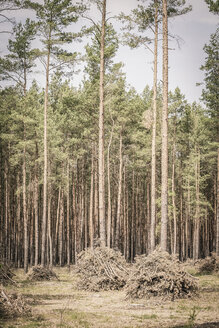 Trees of a coniferous forest - ASC000198