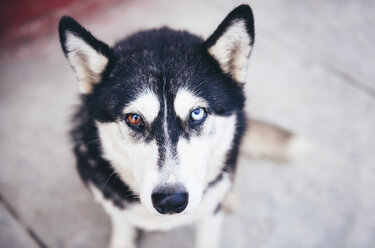 Portrait of husky with odd eyes - GEMF000264