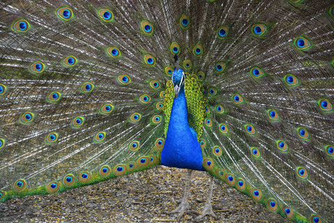 Indian peafowl showing his fan stock photo