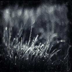 Dew on blades of grass in the morning light, monochrome - DWIF000527