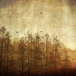 Bäume und fliegende Vögel im Morgenlicht, Struktureffekt - DWIF000530