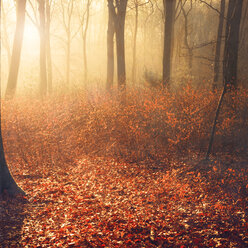 Laubwald im Herbst bei Sonnenuntergang - DWIF000535