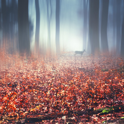 Nebliger Herbstwald, nasse Herbstblätter und Rehe, digital bearbeitet, lizenzfreies Stockfoto