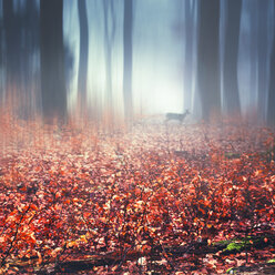 Foggy autumn forest, wet autumn leaves and deer, digitally manipulated - DWIF000543