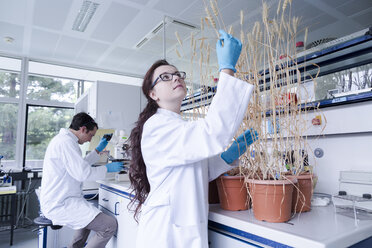 Lab technician examining wheat plant - SGF001742