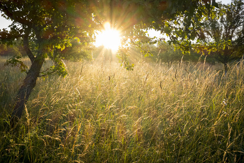 Deutschland, Bayern, Chiemgau, Wiese mit Gräsern und Baum im Morgenlicht, lizenzfreies Stockfoto