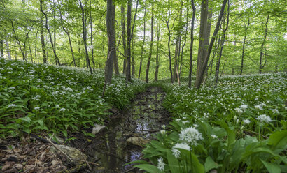 Deutschland, Wolfenbüttel, blühender Bärlauch im Naturpark Elm - PVCF000466