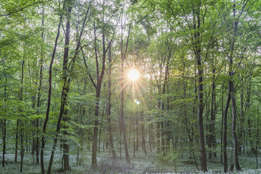 Deutschland, Wolfenbüttel, blühender Bärlauch im Naturpark Elm am Abend - PVCF000464