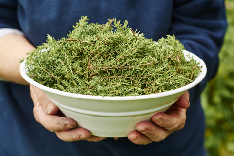 Woman holding bowl of freshly harvested common thyme stock photo