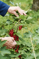 Hands of woman harvesting red currants - HAWF000814