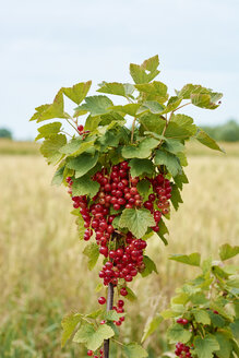 Deutschland, Petershagen, Rote Johannisbeeren - HAWF000815