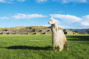 Peru, Cusco, weißes Alpaka vor der Zitadelle von Saksaywaman - GEMF000277