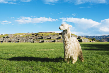 Peru, Cusco, white alpaca in front of Saksaywaman citadel - GEMF000277