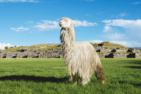 Peru, Cusco, weißes Alpaka vor der Zitadelle von Saksaywaman, lizenzfreies Stockfoto