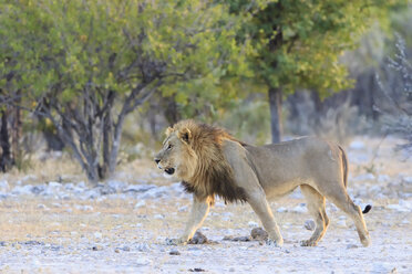 Namibia, Etosha-Nationalpark, Wandernder Löwe - FOF008114