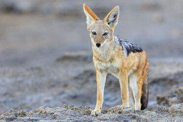 Namibia, Etosha-Nationalpark, Schabrackenschakal - FOF008116