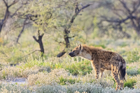 Namibia, Etosha-Nationalpark, Tüpfelhyäne - FOF008119