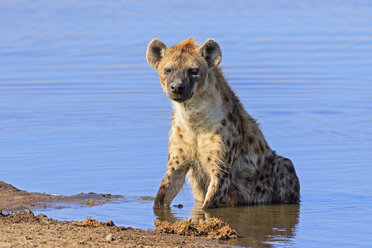 Namibia, Etosha-Nationalpark, Tüpfelhyäne am Wasserloch von Chudop - FOF008120