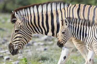 Namibia, Etosha-Nationalpark, Steppenzebra mit Fohlen - FOF008123