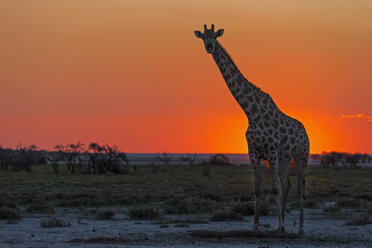 Namibia, Etosha-Nationalpark, Giraffe bei Sonnenuntergang - FOF008126