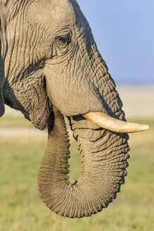 Namibia, Etosha National Park, profile of African elephant - FOF008128