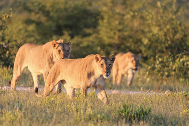 Namibia, Etosha-Nationalpark, Gruppe von Löwen - FOF008129