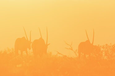 Namibia, Etosha-Nationalpark, Silhouetten von drei Gemsböcken bei Sonnenuntergang - FOF008132