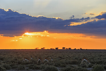 Namibia, Etosha National Park, springboks by sunset - FOF008135