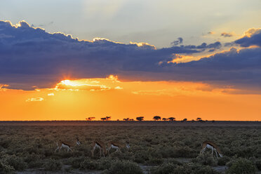 Namibia, Etosha-Nationalpark, Springböcke bei Sonnenuntergang - FOF008135