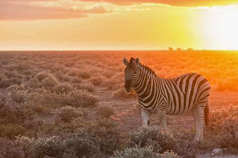 Namibia, Etosha-Nationalpark, Steppenzebras bei Sonnenuntergang, lizenzfreies Stockfoto