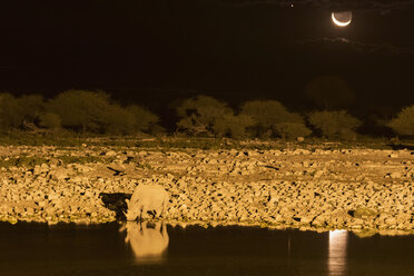 Namibia, Etosha-Nationalpark, Spitzmaulnashorn am Okaukuejo-Wasserloch bei Nacht - FOF008137