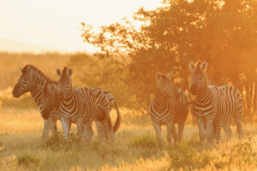 Namibia, Etosha-Nationalpark, Steppenzebras bei Sonnenuntergang - FOF008140